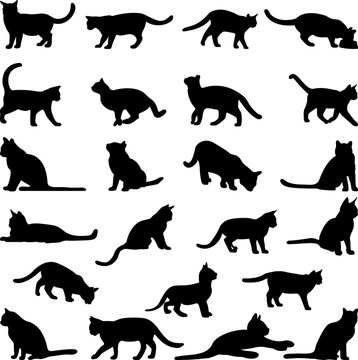 Cats collection vector set