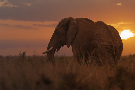 African Forest Elephant at sunset