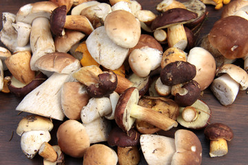 Viele Pilze frisch gesammelt