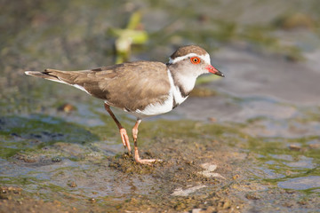 Three banded plover walking in muddy shallow water bright sunlig