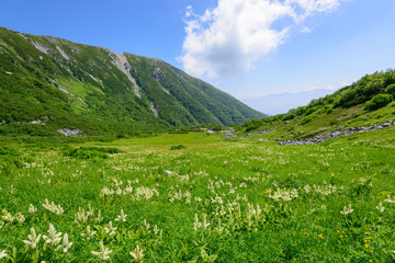 Fototapeta na wymiar Senjojiki Cirque at the Mount Kisokoma in Nagano, Japan