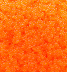 Egg shrimp background