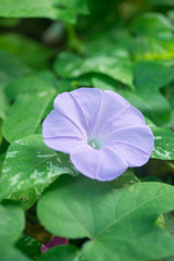 満開のアサガオ