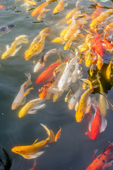 Japanese koi fish