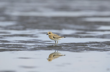 メダイチドリ幼鳥