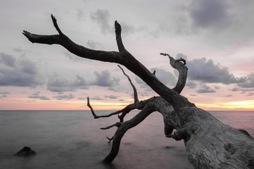 Sunset over the island. Dry tree on the foreground