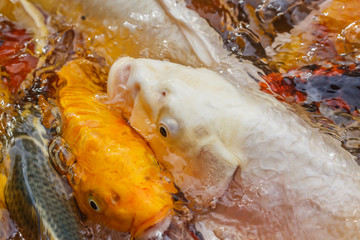 Obraz na płótnie Canvas carp fish in the pool close-up
