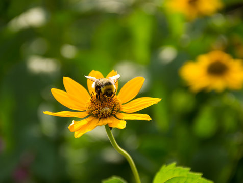 Bumble bees on yellow flowers in the garden in summer