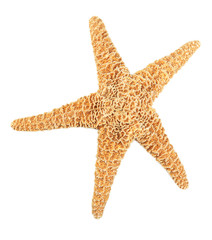 Starfish isolated on white