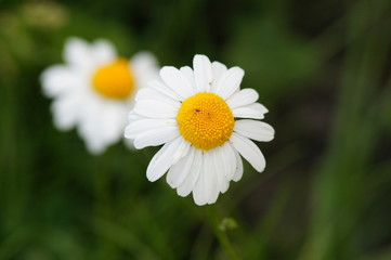 Obraz premium Marguerite