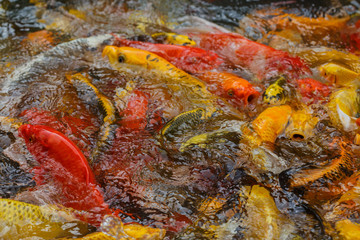Obraz na płótnie Canvas Koi or carp chinese fish in water mass of carp fish in the pool