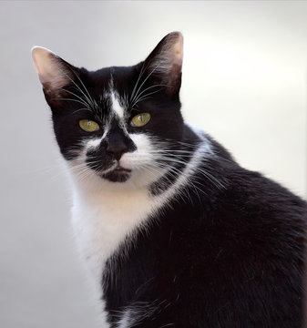 Katze