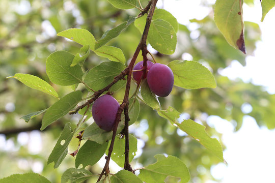 prunes