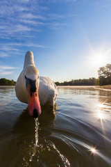 Mute swan on a lake close up at first light