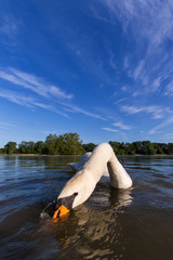 Mute swan on a lake close up