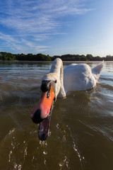 Mute swan close up