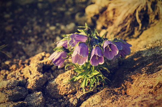 Campanula Alpina