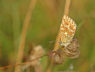 Obraz premium Weiblicher Silbergrüner Bläuling (Polyommatus coridon)