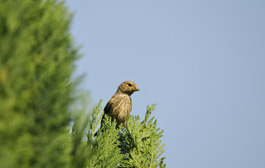 Spatz
