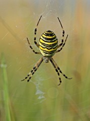 Wespenspinne (Argiope bruennichi)