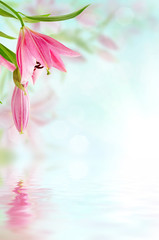 Pink lilies background