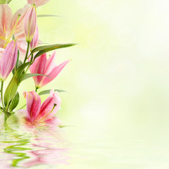 Pink lilies background