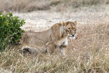 Lioness