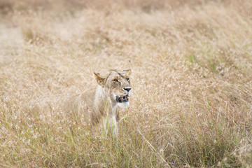 Lioness