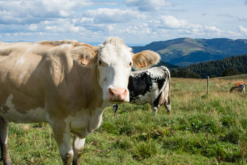 Fototapeta na wymiar Vache dans le pâturage