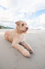 The dog relaxing on the beach
