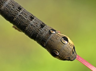 Raupe des Mittleren Weinschwärmers (Deilephila elpenor)