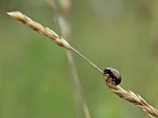 Regenbogen-Blattkäfer (Chrysolina cerealis) auf Grashalm © Schmutzler-Schaub