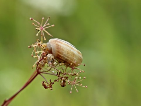 Zwei Heideschnecken auf Kleiner Bibernelle