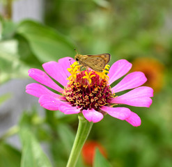 Butterfly on a flower.