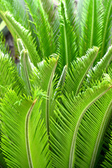 Sago palm leaves.