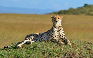 Cheetah in the Serengeti