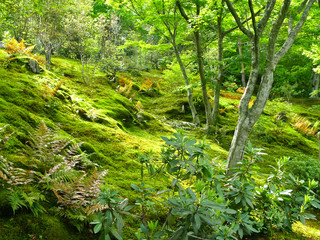 天龍寺　苔の庭