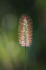 Obraz premium grass flower