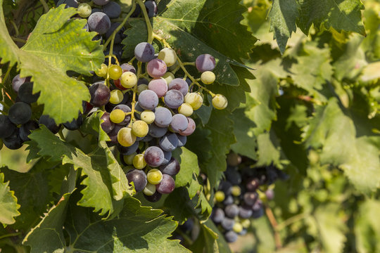 Plantation of grapes in Masalli(Azerbaijan)