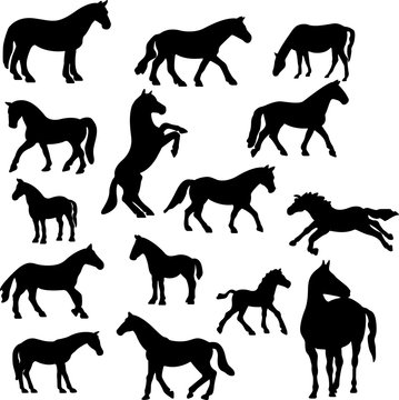 horses collection vector silhouette