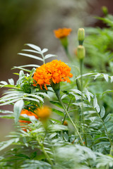 marigold flower