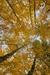 Obraz premium Forest and leaves in autumnal colors.