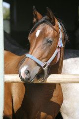 Young thoroughbred  arabian horse standing in the stable door