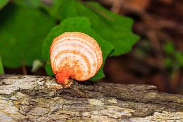 Orange mushroon growing on timber