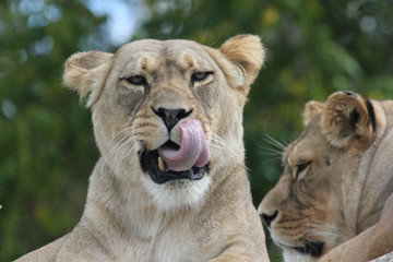 Lionne