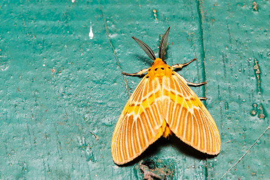 Orange moth on wall
