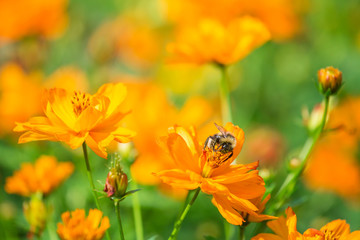 Bumblebee on the orange flower closeup