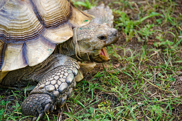 old tortoise with open mouth