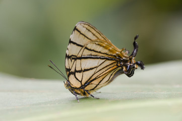 Fototapeta na wymiar Borboleta Arawacus meliboeus