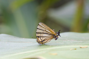 Borboleta Arawacus meliboeus